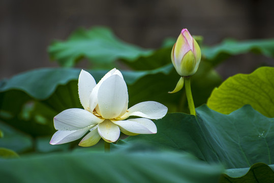 荷塘白蓮花
