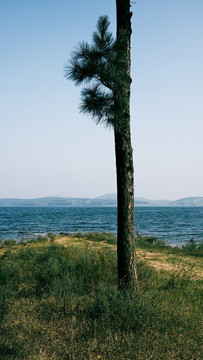 湖邊樹