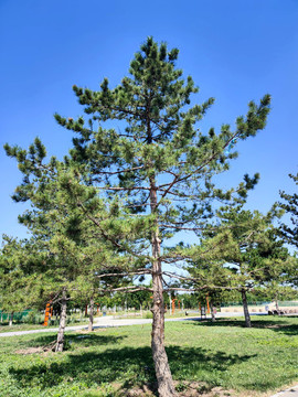 松樹(shù)