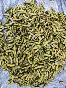 黃豆莢