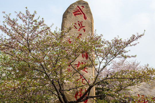 武漢東湖櫻花園