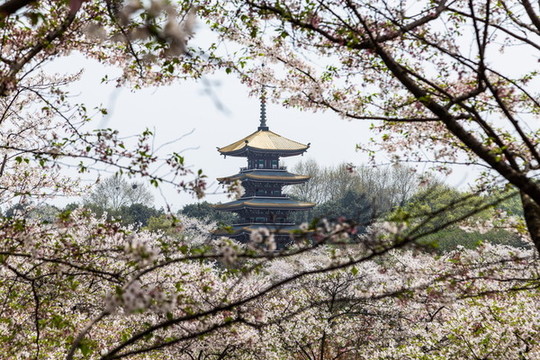 武漢東湖櫻花園