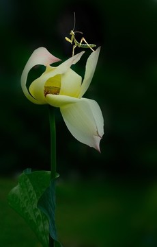 池塘里荷花蓮子上的小螞蚱攝影