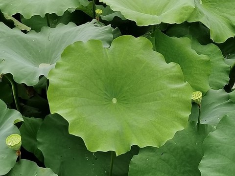 夏荷
