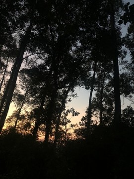風景攝影樹木黃昏落日倒影豎版