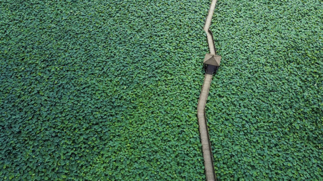航拍荷花池