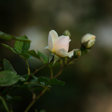 月季花