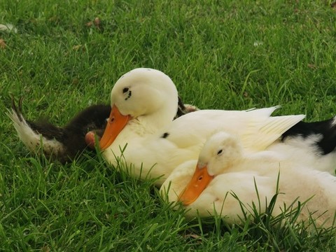 幸福的一家子鸭鸭
