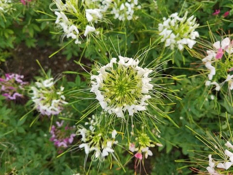 醉蝶花花叢