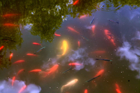 錦鯉魚池