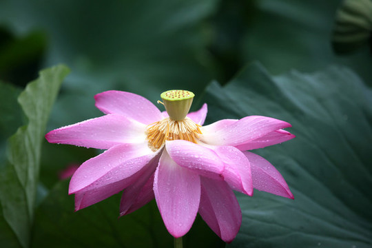 荷花