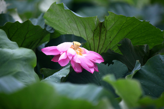 荷花