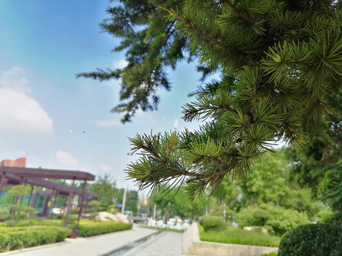 公園美景