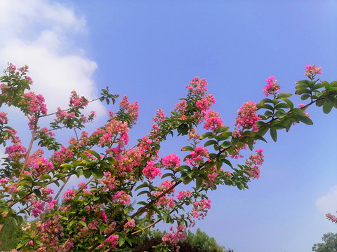 紫薇花