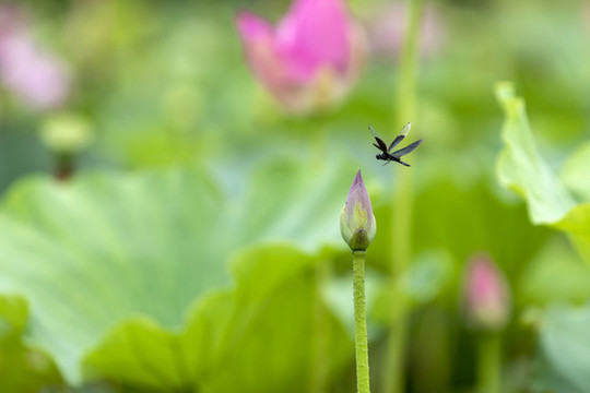 荷花與蜻蜓