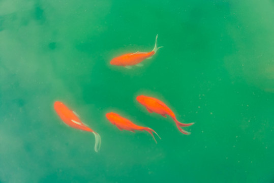 魚錦鯉
