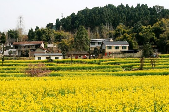 油菜花開