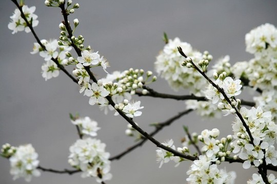 李子花