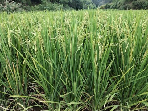 水稻田