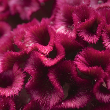 雞冠花