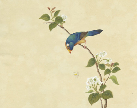 藍雀梨花水彩花鳥國畫裝飾畫