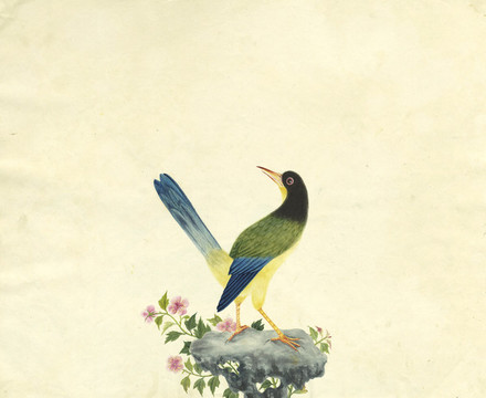 藍(lán)翼雀水彩花鳥國畫裝飾畫