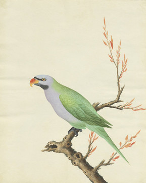 綠鸚鵡水彩花鳥(niǎo)國(guó)畫(huà)裝飾畫(huà)