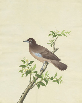 山雀水彩花鳥國畫裝飾畫