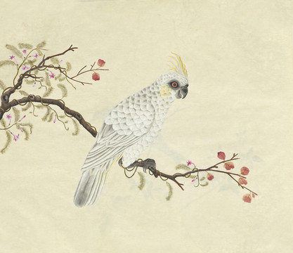 玄鳳鸚鵡水彩花鳥國畫裝飾畫