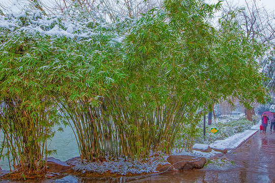 合肥包公園雪景