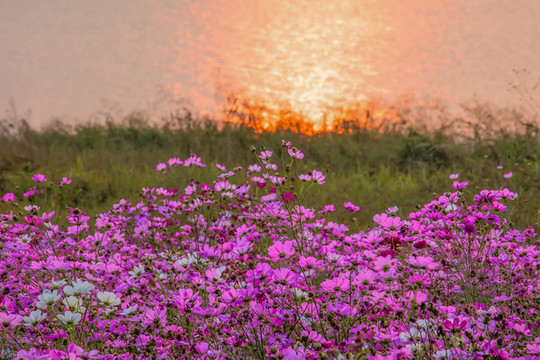 合肥半島花博園