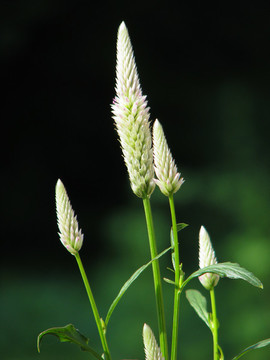 戶外野生青葙的開花期