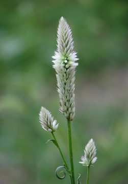 戶外野生青葙的開(kāi)花期
