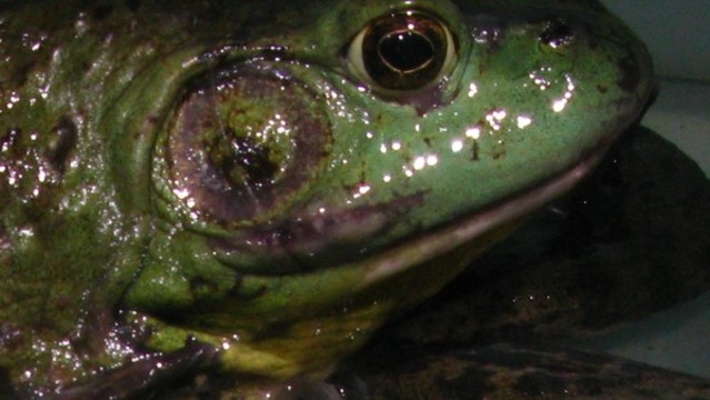 牛蛙