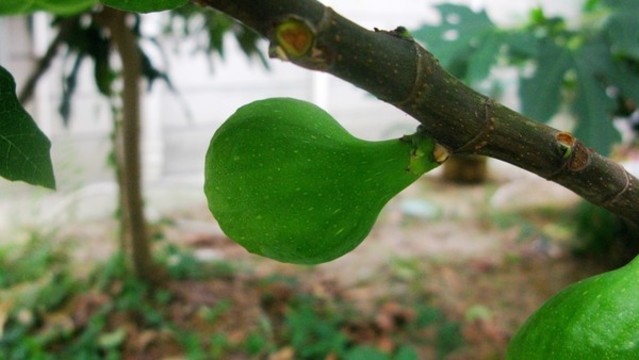 無花果