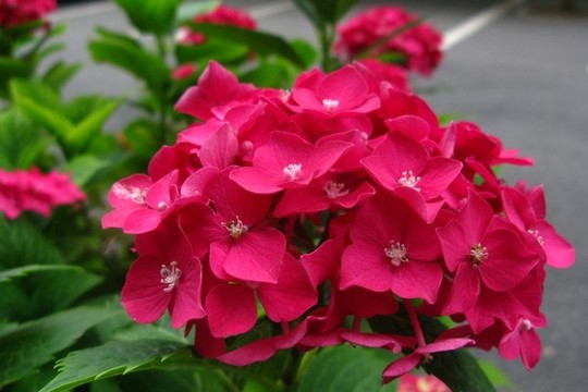 繡球花