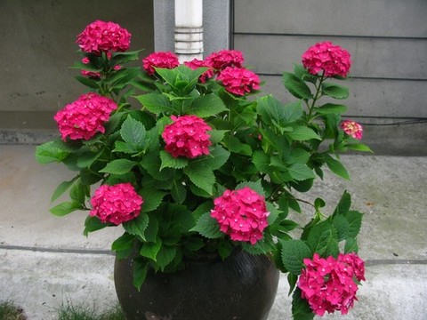 繡球花