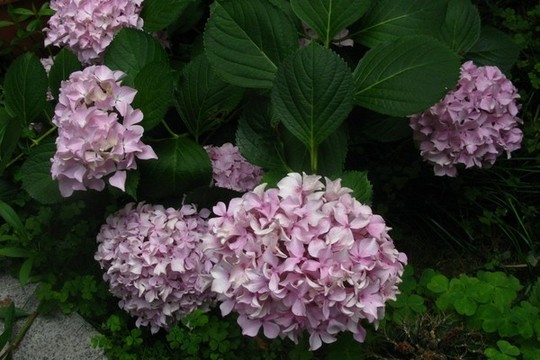 繡球花