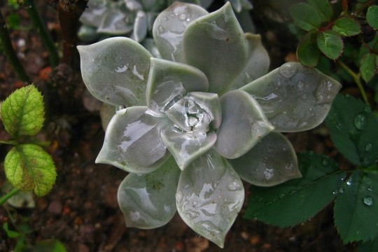 朧月
