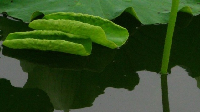 蓮