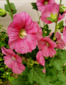 蜀葵花