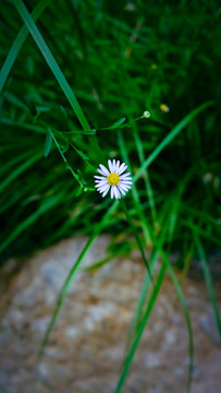 雛菊