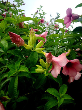 雨后花草