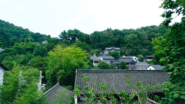 杭州龍井