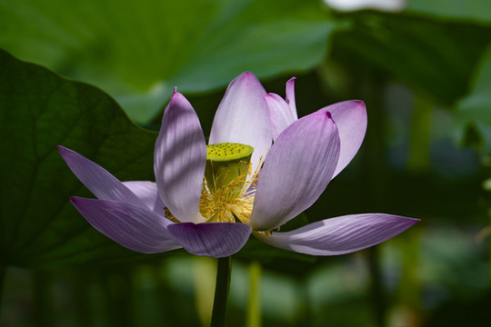 荷花3