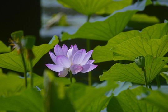 荷花8