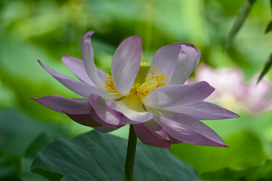 荷花27