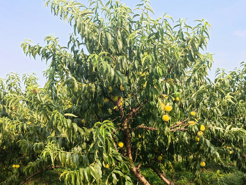 鄉(xiāng)村黃桃園