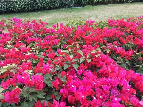 紅花