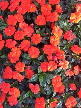 紅花